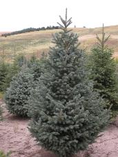 Engelmann Spruce